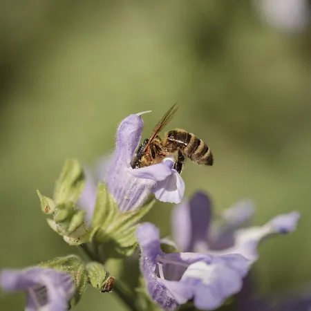 Christl Panorama Apartment