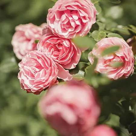 Apartment Christl Panorama *